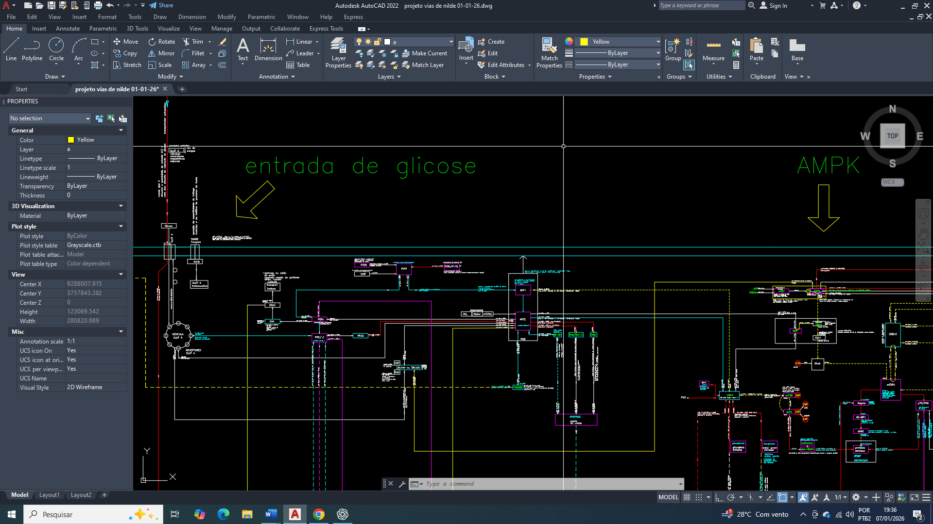 Câncer de Mama: Papel da AMPK na Reprogramação do Metabolismo Celular no Câncer