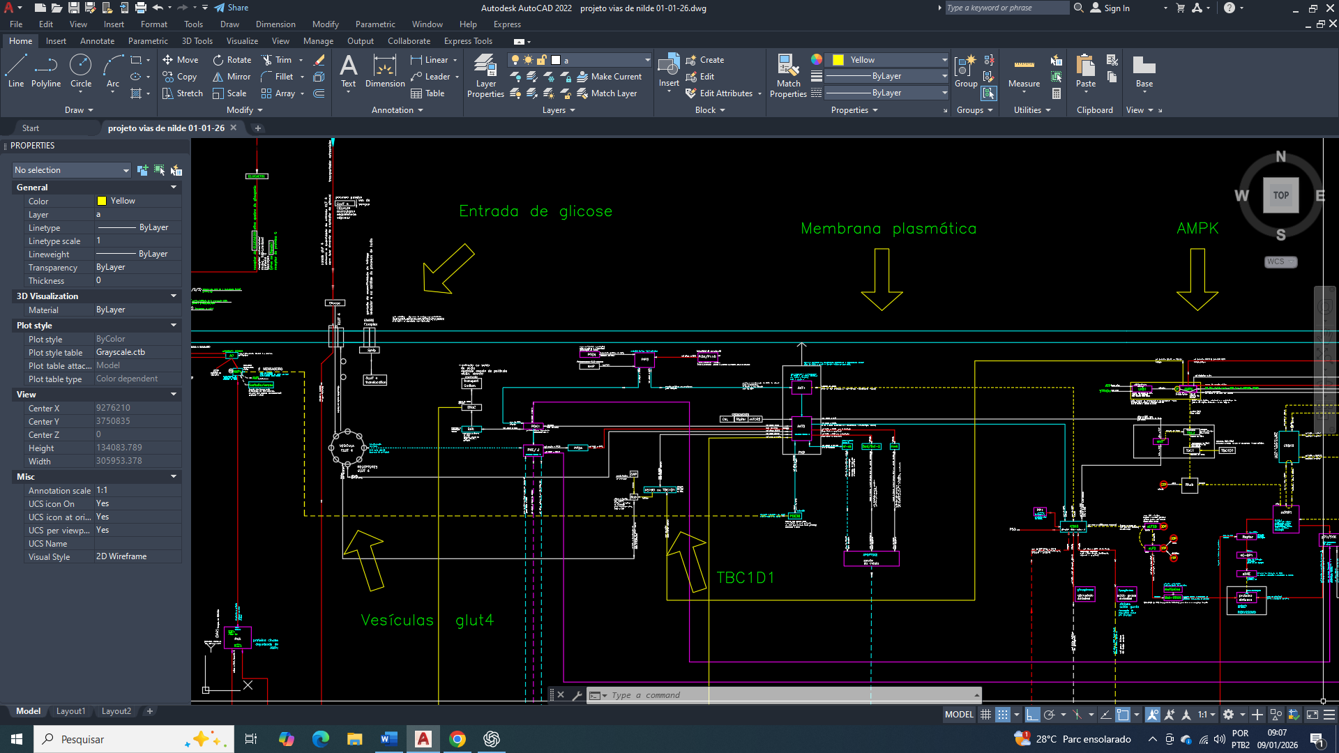 Câncer de Mama: AMPK e a Regulação da Captação de Glicose na Reprogramação do Metabolismo Celular
