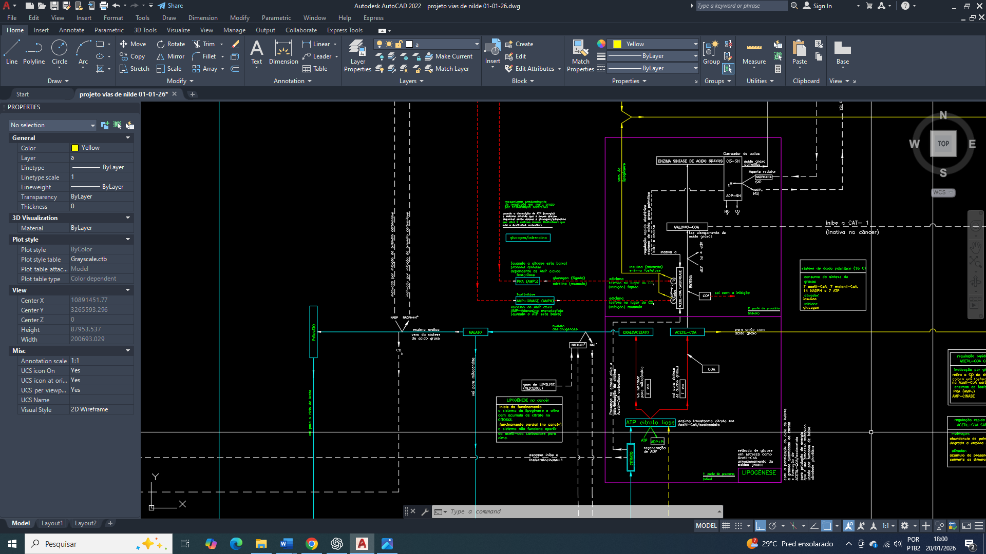 Câncer de mama: controle bioquímico da acetil-CoA carboxilase no contexto da reprogramação metabólica, AMPK e sinalização insulínica