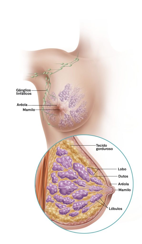 Câncer de Mama: Contribuição do GLUT3 para a Reprogramação Metabólica no Câncer de Mama
