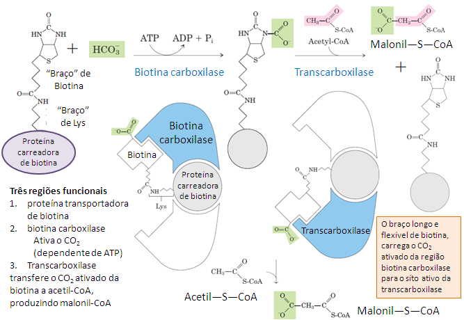 Câncer de mama: 17 – Organização estrutural e funcionamento da acetil-CoA carboxilase na lipogênese tumoral