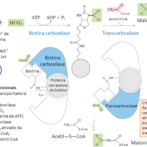 Câncer de mama: 17 – Organização estrutural e funcionamento da acetil-CoA carboxilase na lipogênese tumoral